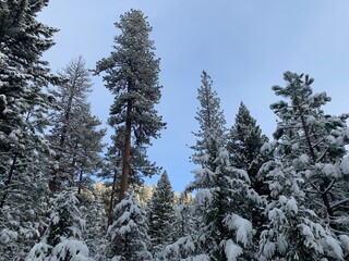 Winter&rsquo;s snow on the pine trees in Western Montana 