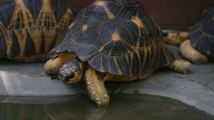 Portrait of a Sulcata Tortoise (Centrochelys Sulcata) at the Solo Zoo Safari Park, Surakarta. Indonesia	