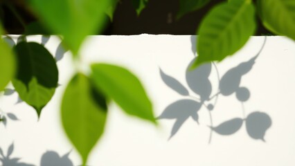 Obraz premium Vibrant Green Leaves Shadow Play on White Wall, Perfect for Home Decor or Wallpaper