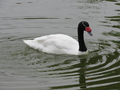 cisne