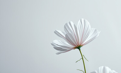 Obraz premium delicate white cosmos flower with soft pink accents, showcasing its elegant petals against minimalistic background. Perfect for nature lovers