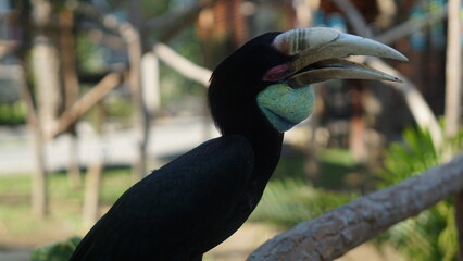 Obraz premium Coral Hornbill, or bird Rhyticeros undulatus at Gembirolaka Safari Park, Yogyakarta