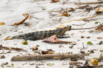 Spiny-tailed iguana on a Costa Rican beach, sunbathing on warm sand. Scales shimmering under...