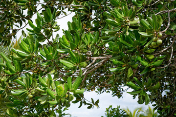 Arbre tropical