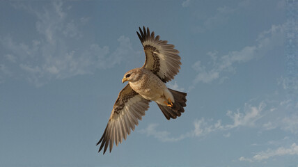 Fototapeta premium Hawk soaring in clear blue sky
