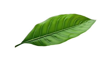Fototapeta premium fresh leaf on a white background.