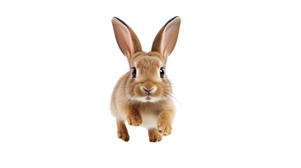 Obraz premium Rabbit running on white background