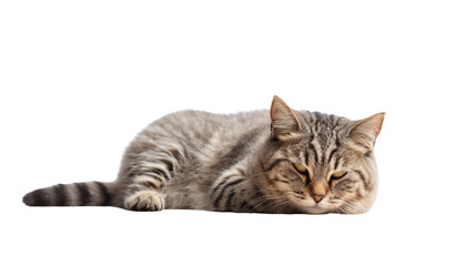 Obraz premium Cat lying on white background