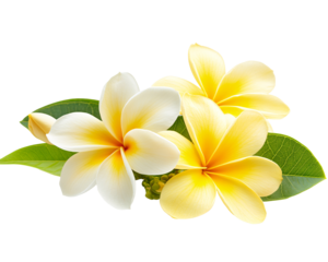a group of yellow and white flowers with green leaves