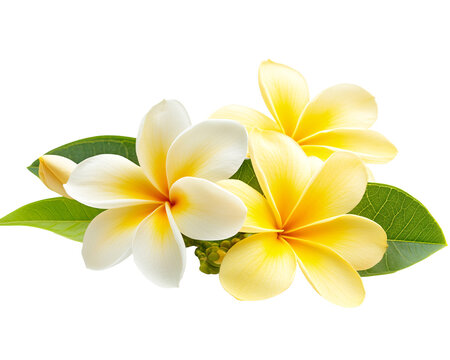 a group of yellow and white flowers with green leaves