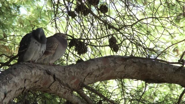Two common pigeons in a tree. Columba livia