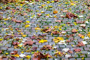 Fototapeta premium Leaves falling on the cobblestone road. Yellowed dried leaves. Autumn background idea concept