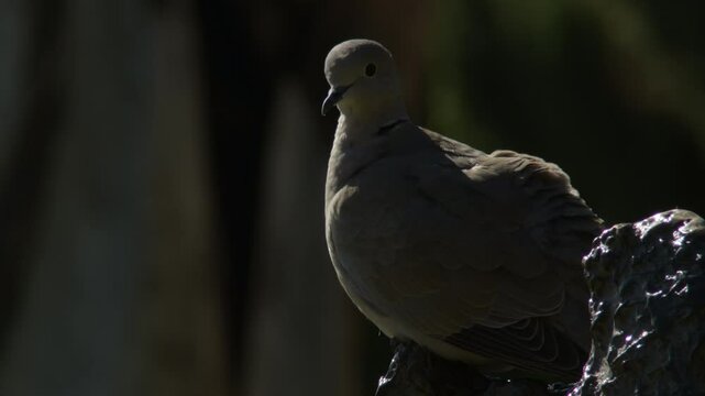 Common pigeon or dove in a park a sunny day. Columba livia