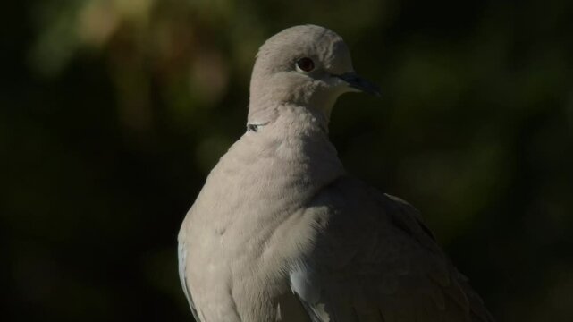 Common pigeon in a park a sunny day. Columba livia