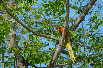 shamrock hybrid macaws  parrot free flying on tree.