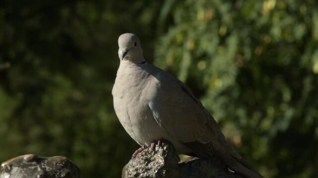 Common pigeon in a park a sunny day. Columba livia