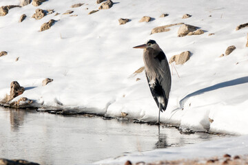 This Great Blue Heron is waiting at the lakes edge for the sunlight to thaw the ice so he might get...