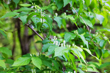 Amur honeysuckle (Lonicera maackii) invasive species