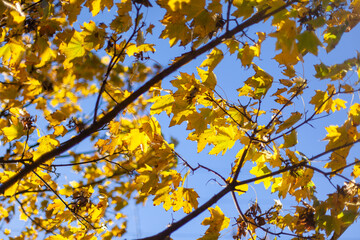 Close up on autumn foliage, background is blurred, no people are visible.