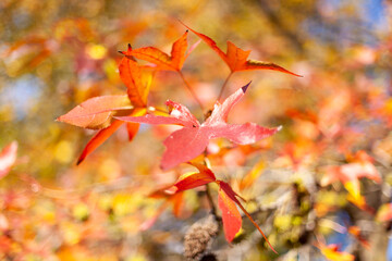 Close up on autumn foliage, background is blurred, no people are visible.
