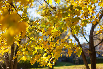 Close up on autumn foliage, background is blurred, no people are visible.