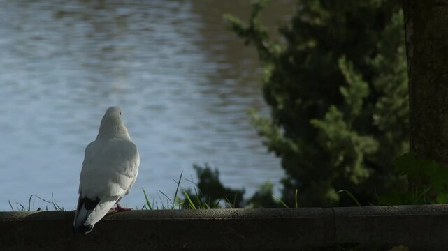 White dove in a park. Columba livia
