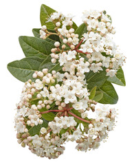 Fleurs de Viburnum tinus	