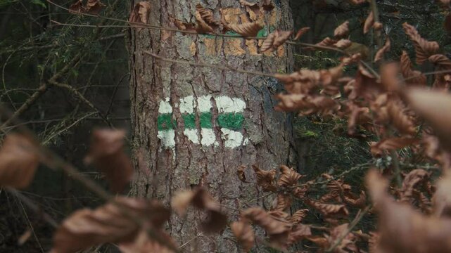 Green marker sigh on a tree trunk on the tourist trail in Gorce, Beskid Mountains in Lesser Poland. Marking easy route forest road for tourists, hiking and forest biking. High quality 4k footage