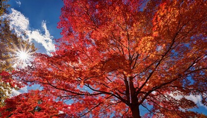 autumn trees