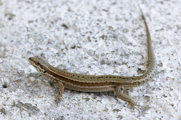 Fototapeta premium Lézard des murailles sur un mur