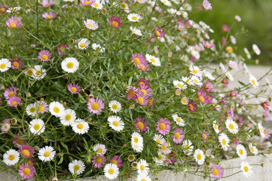 Erigeron karvinskianus