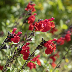 Obraz premium Sauge arbustive rouge 