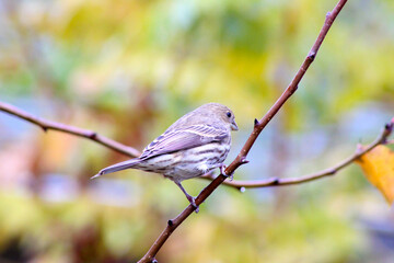 House Finch Pear Stem 02