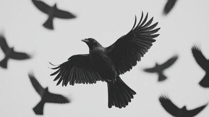 Fototapeta premium Majestic Raven in Flight Birds Soaring Over Mountains Monochrome Photography