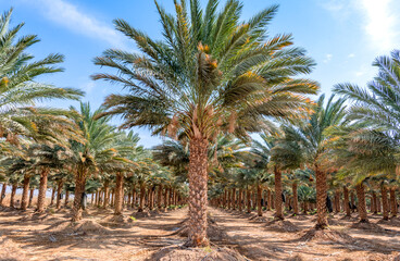 Plantation of date palms. It is iconic ancient plant, famous food crop and nowadays advanced agriculture industry in Middle East and North Africa. Original photo. No AI tools were used