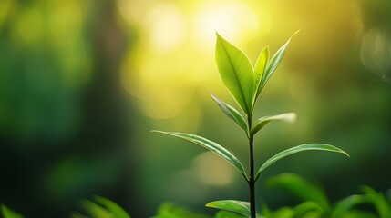 Obraz premium Young green plant in soft sunlight with blurred background