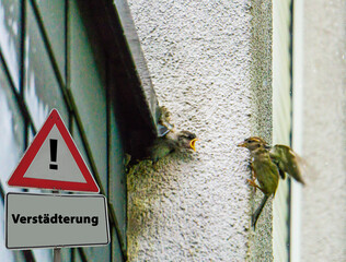 Verstädterung Vögel Tierschutz Artenschutz Symbolfoto