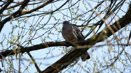 Columba palumbus. Streptopelia. wild pigeon. turtle dove. wild bird. a bird sits on a tree branch. spring season. beautiful peaceful bird, in natural habitat