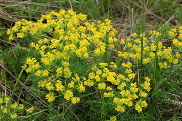 In spring, Euphorbia cyparissias blooms among herbs