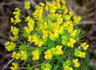 Obraz premium In spring, Euphorbia cyparissias blooms among herbs
