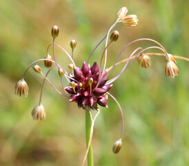 Wild garlic, wild onion (Allium oleraceum) grows in nature