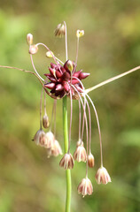 Wild garlic, wild onion (Allium oleraceum) grows in nature