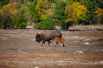 American Bison, Theodore Roosevelt National Park, North Dakota