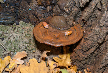 Bracket fungi Ganoderma sp. - tinder fungus on the trunk of an old oak tree in the garden, Ukraine