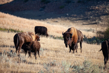 American Bison, Theodore Roosevelt National Park, North Dakota