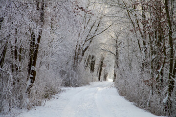 snowy way in winter forest