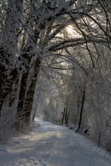 snowy way in winter forest