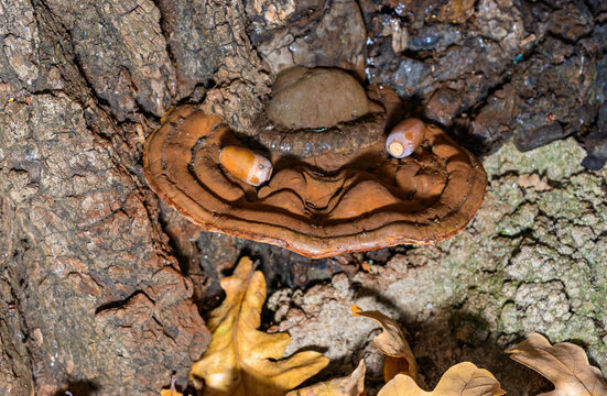 Bracket fungi Ganoderma sp. - tinder fungus on the trunk of an old oak tree in the garden, Ukraine