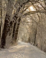 snowy way in winter forest