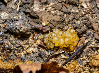 Slug eggs under a rotten stump of an old oak tree in the garden, Ukraine